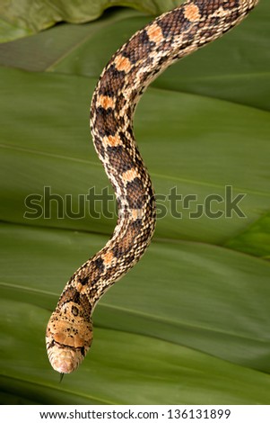 Two meters long bullsnake hanging down and showing its tongue