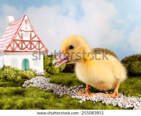 Easter fairytale scene with a miniature gnome house and yellow duckling