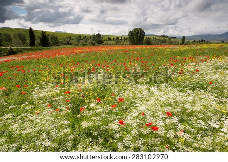 Poppies and wildflower field in the rolling hills of Tuscany near Pienza Italy