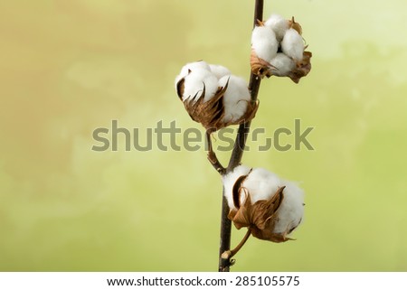 Natural stem of cotton flowers producing raw cotton for textile industry