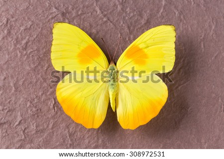 Yellow butterfly from Tingo Maria in Peru, Phoebis Philea Philea in Latin, orange-barred sulphur in English