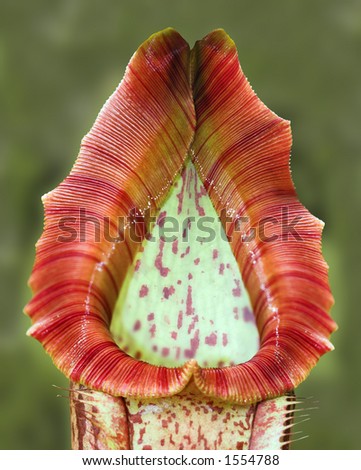 Close-up of a carnivorous tropical plant :  sarracenia