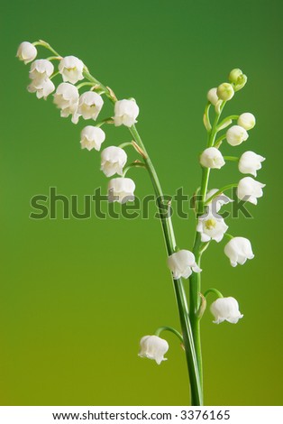 Two Fragile Twigs Of Beautiful Lily-Of-The-Valley Flowers Stock Photo ...