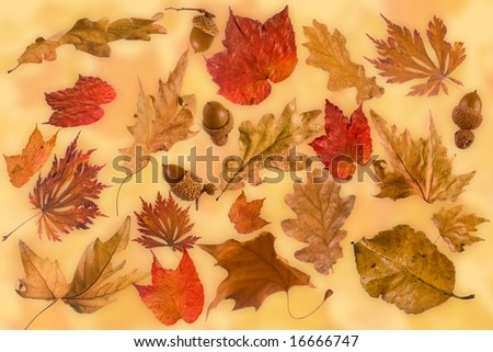 All sorts of leaves in autumn colors