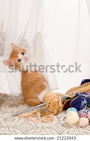 Six weeks old kitten hanging in the lace curtains