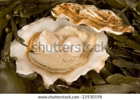 Large white pearl inside an open oyster shell