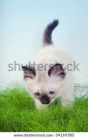 Seal point mitted ragdoll kitten standing in spring grass