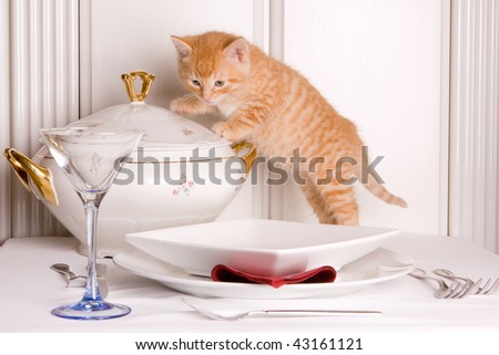 Six weeks old kitten exploring what\'s on the table