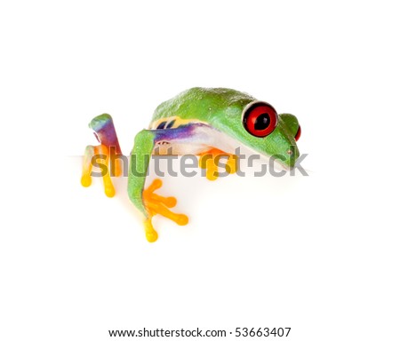 Young red eyed tree frog isolated on a white page