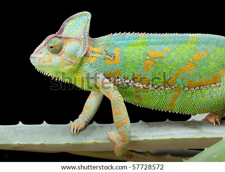 Yemen or Veiled Chameleon sitting on a cactus leaf