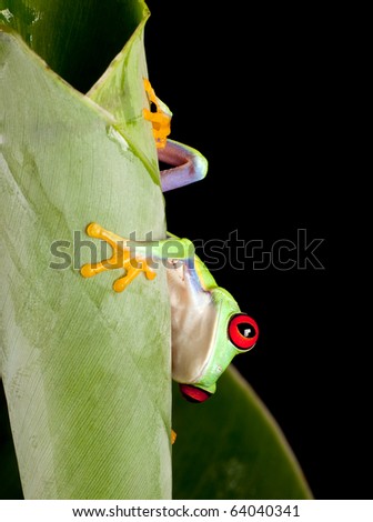 Red eyed tree frog on banana leaf