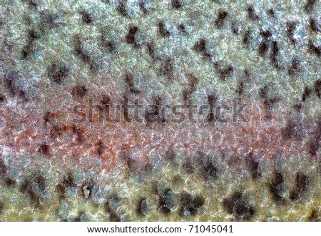 Closeup Of The Fish Skin Of A Rainbow Trout Stock Photo 71045041 ...