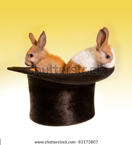Two baby rabbits in a magical top hat