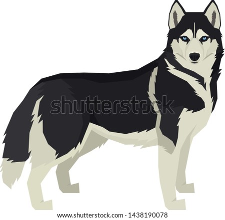 Vector illustration Dog collection Siberian Husky Geometric style Isolated object set