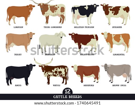 Longhorn Cattle Cliparts | Free download on ClipArtMag