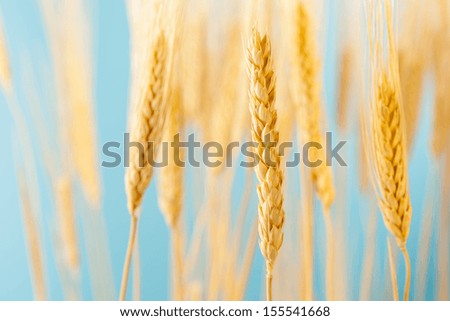 Organic Golden Wheat Crop Against a Blue Sky