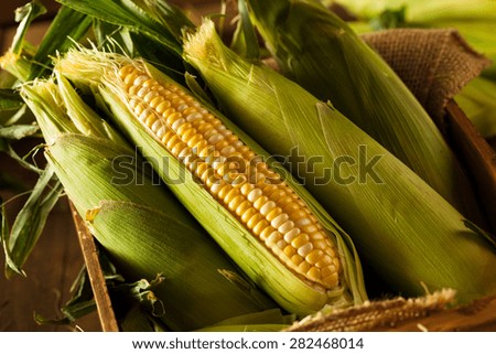 Raw Organic Yellow Seet Corn Ready to Cook