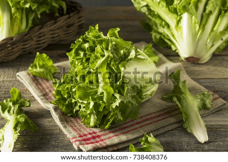 Raw Green Organic Escarole Lettuce Ready to Chop Stock foto © 