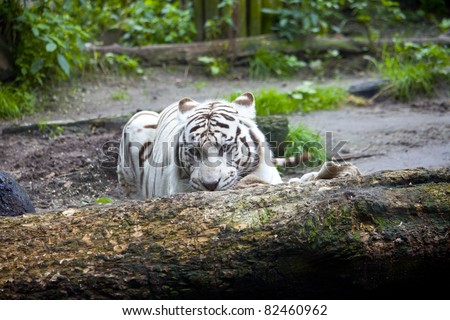 Albino white tiger lying behind tree