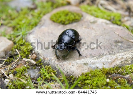 Black beetle on a stone