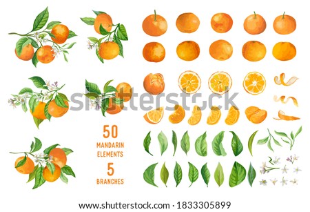Mandarin fruits, flowers, leaves vector watercolor illustration. Set of whole, cut in half, sliced on pieces fresh mandarins, twisted peel isolated on white. Vibrant juicy ripe citrus collection