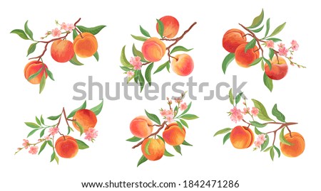 Watercolor Peach vector branches set. Hand drawn fruit, flowers, leaves and sliced pieces. Summer fruits illustration for scrapbook, label, poster, print, menu
