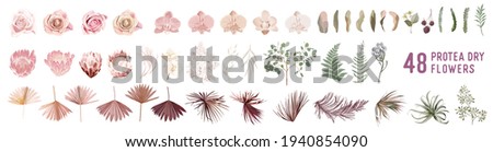 Dried pampas grass, rose, protea, orchid flowers, tropical palm leaves vector bouquets. Pastel watercolor floral template isolated collection for wedding wreath, bouquet frames, design decoration