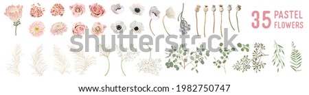 Vector flowers and leaves, dried anemone, wedding roses, pampas grass, eucalyptus greenery. Watercolor pastel floral elements Design.  Blossoms isolated illustration set