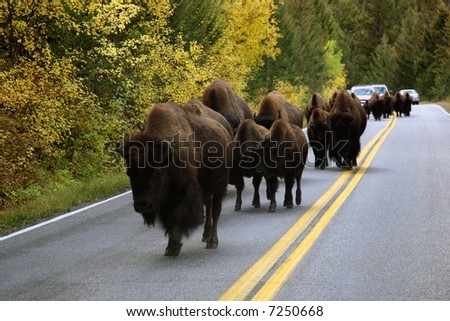 Buffalo In The Road In Yellowstone