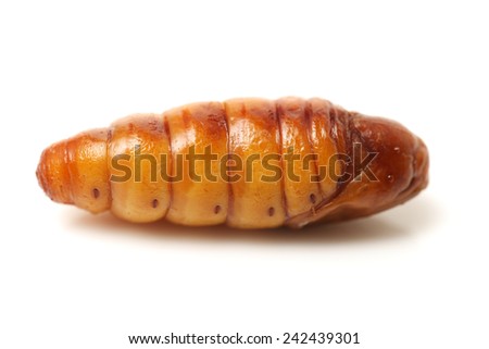 Silkworm pupae on white background