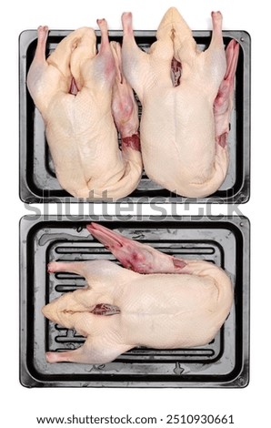 Similar – Image, Stock Photo Plucked chicken 1 Animal