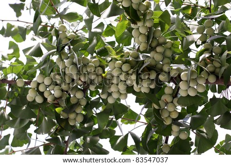 Ginkgo fruits