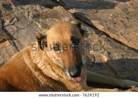 curious tired dog resting on a rock ground in the early evening light