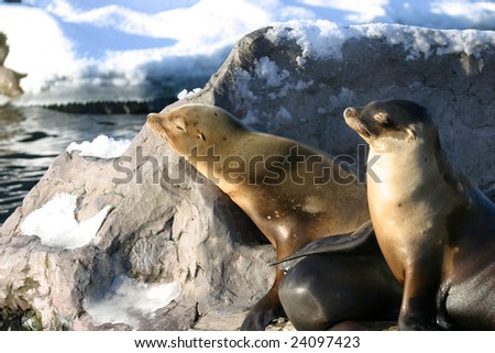 sea lions resting on a rock on a cold winter day