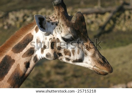 giraffe head profile in the early morning sun