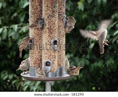 Birds on feeder with one doing a double take as he flies away