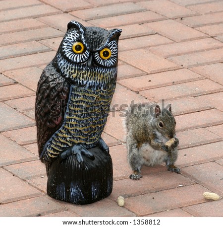 Squirrel eating peanuts next to an owl statue on a brick patio