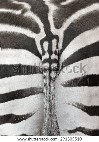 Close up photo of a zebra rear with part of the tail. Zebra ass print useful as a background or pattern