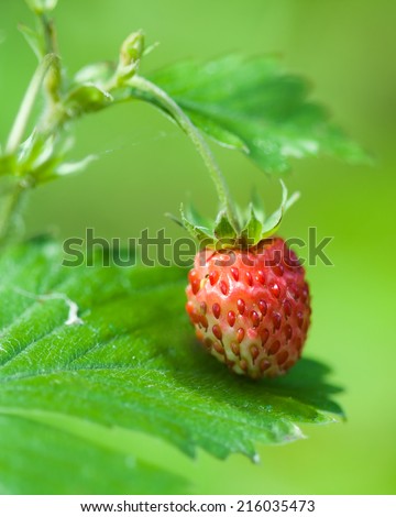 Nature environmental ecology image: fresh wild strawberry berry close up with green blurred background. Can be used as a background or wallpaper.