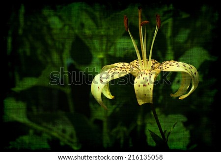 Grunge flower of yellow Tiger Lily growing in garden  textured in the textile style. There is an empty copy space at the left to insert some text or image. Can be used as a wallpaper or postcard.