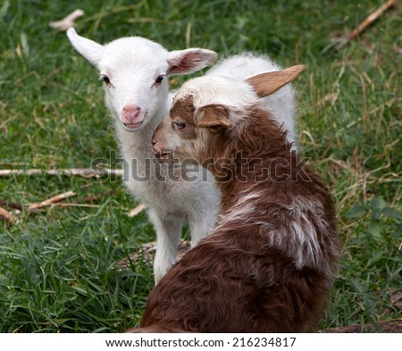 Two lambs (yeanlings, eanlings, cades) of which one is white one and another brown one on a meadow with green grass as a background.