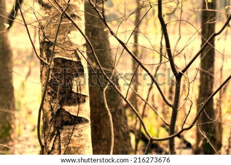 Abstract nature eco forest background: tree branches and trunks pattern closeup. Can be used as a wallpaper or postcard.