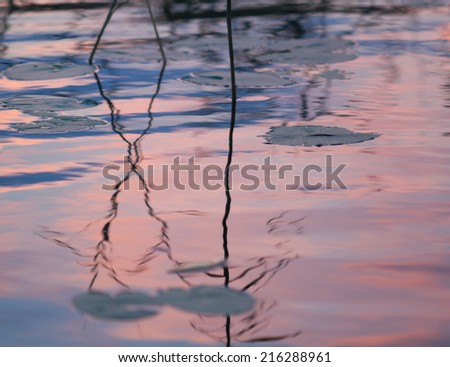 Abstract background: silhouettes of plant (reed, rush)  steams closeup forming a geometric partially blurred pattern with wavy water surface and reflections alight by the evening sky as backdrop.