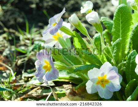 Botanic gardening plant nature image: primrose (primula, oxlip) flowers closeup among green plants over blurred background. Can be used as a wallpaper or postcard.