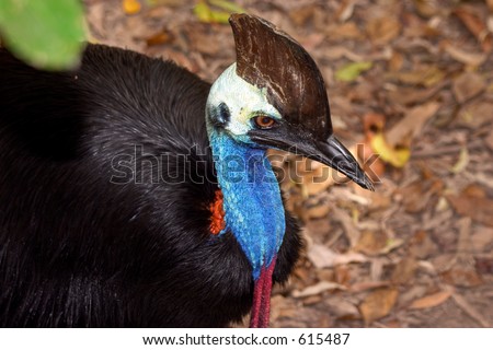 Southern Cassowary North Queensland. Similar flightless bird as an Emu and Ostrich