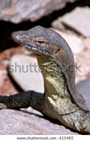 Australian Monitor Lizard, also called a Goanna