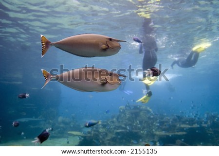 Two Short-horned Unicornfish (Naso brevirostris) swimming im formation with skindivers in background.