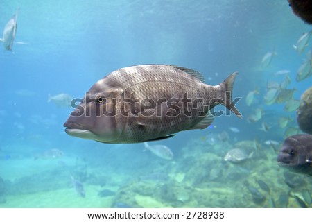 Grass Sweetlip (Lethrinus laticaudis) swimming over fish filled coral reef.