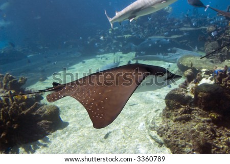 Spotted Eagle-rays (Aetobatus narinari) swimming side on, over coral reef.