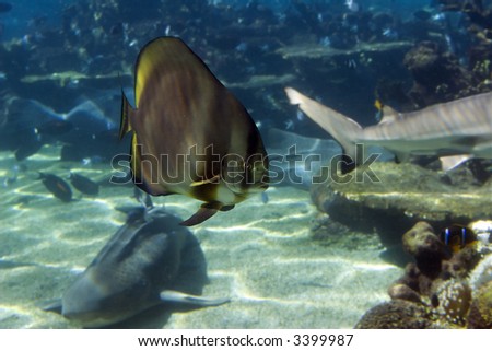 Short-finned Batfish (Platax novaemaculatus) school swimming over coral reef, with sharks in background.